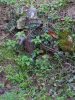 Photo envoyée par Montestier le 22/12/2016 à 18h33