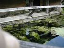 Lavoir de LES ASPRES