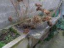 Lavoir de VILLEURBANNE