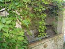 Lavoir de GRIMAUD