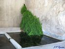 Lavoir de SAUMANES DE VAUCLUSE