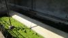 Lavoir de ECLOSE