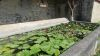 Lavoir de VIGNIEU